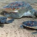 Cada vez hay más tortugas hembra debido al cambio climático