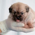 ¿Imaginas a tu mascota clonada? Una empresa china ya te lo hace