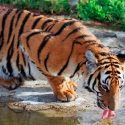China envía ADN de un felino "funcionalmente extinguido" al espacio para conservar sus genes