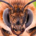 Descubren que las abejas se adaptan a zonas altas mediante cambios en su comportamiento