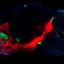 Identificado el circuito cerebral de la adicción a las drogas