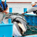 Por qué Japón decidió reanudar caza de ballenas contra la opinión de gran parte del mundo