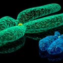 Logran demostrar que los genes de un hombre determinan el sexo de sus hijos