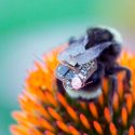 Abejas africanizadas entrenadas para detectar minas antipersonal