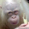 La única orangután albina en el mundo regresó a la naturaleza después de 20 meses de rehabilitación