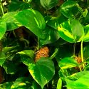 Plantas trasgénicas ayudan a limpiar el aire de agentes cancerígenos
