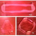 Investigadores españoles crean biorrobots con tejido muscular vivo a través impresión en 3D