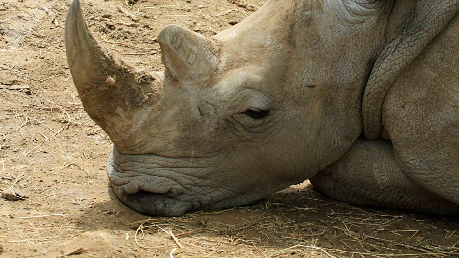 Amenaza del volcán Anak Krakatoa a los últimos 67 rinocerontes de Java que quedan en el mundo