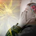 Cannabis y estrés en la adolescencia favorecen los trastornos de ansiedad en la edad adulta