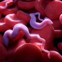 Descubren que el parásito de la enfermedad del sueño utiliza múltiples vías metabólicas