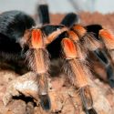 Cinco especies del reino animal que lucharon por llegar vivas al 2019