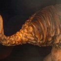 Las aves elefante eran nocturnas y posiblemente ciegas