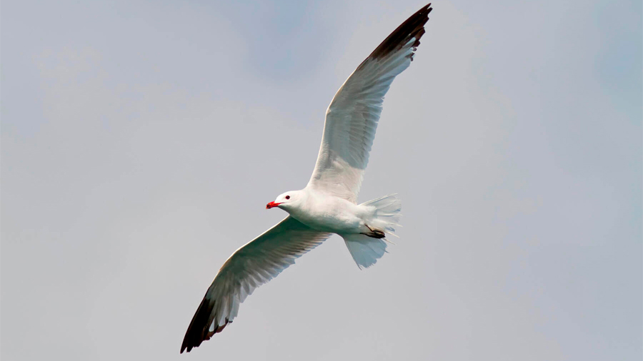 Las alas de gaviota pueden inspirar drones más eficientes