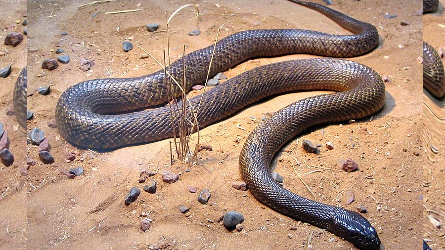 La serpiente más venenosa del mundo puede matar a 50 personas con un solo ataque