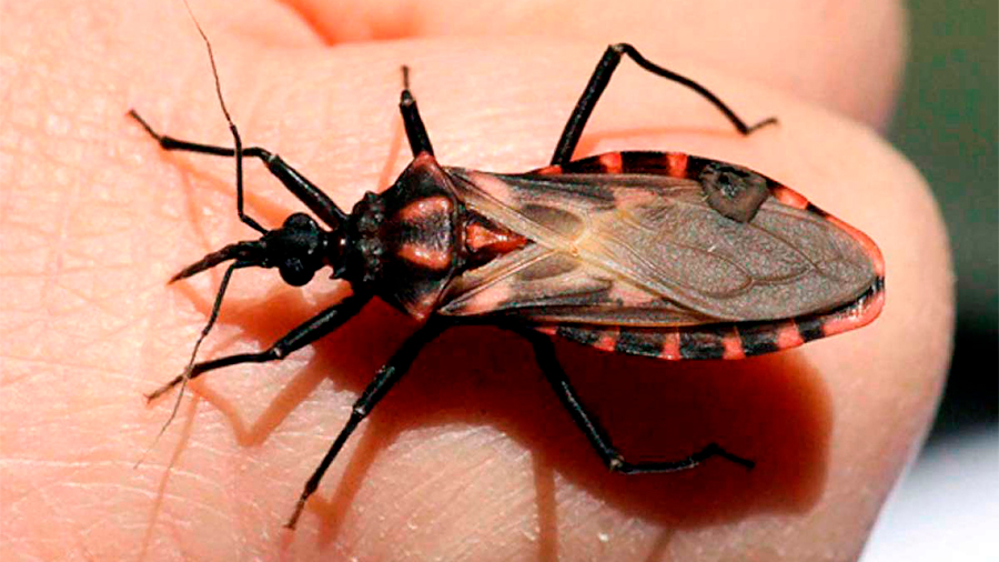 Patentan científicos mexicanos compuesto que elimina del infectado al parásito causante del mal de Chagas