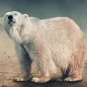 Científicos se inspiran en pelo de oso para crear una membrana nanoestructurada que desale agua