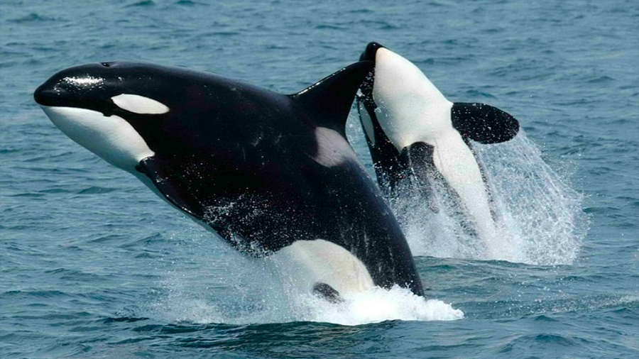 Las orcas ‘asesinas’ son en realidad pacíficas y sensibles