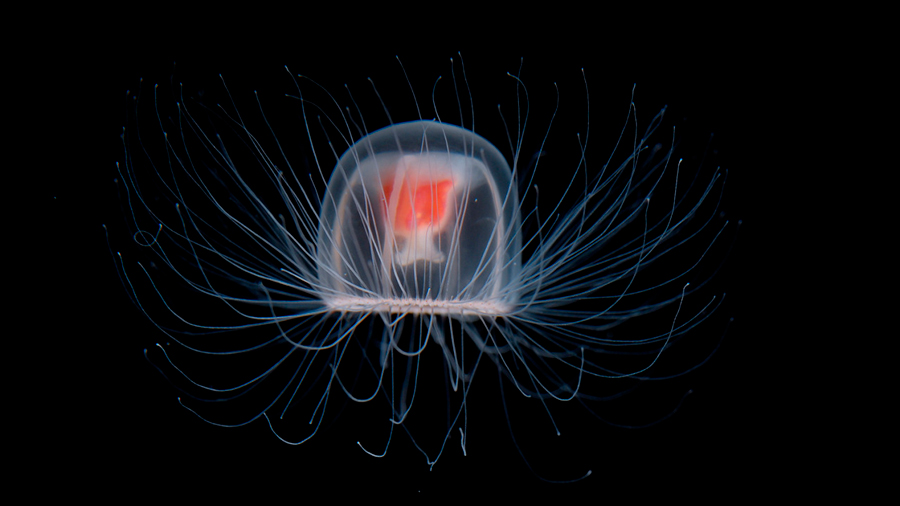 Una especie de medusa podría vivir teóricamente toda la eternidad
