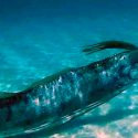 Peces del mar profundo viven virtualmente sin oxígeno