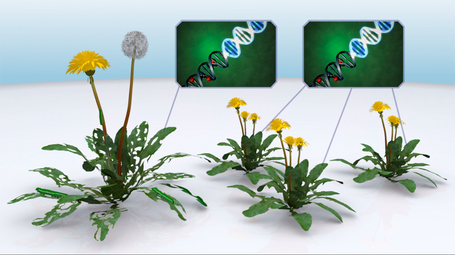 Descubren científicos las redes de genes que utilizan las plantas para redirigir el nitrógeno