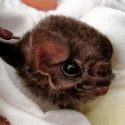 México: narcos obstaculizan investigación australiana sobre veneno de murciélago vampiro