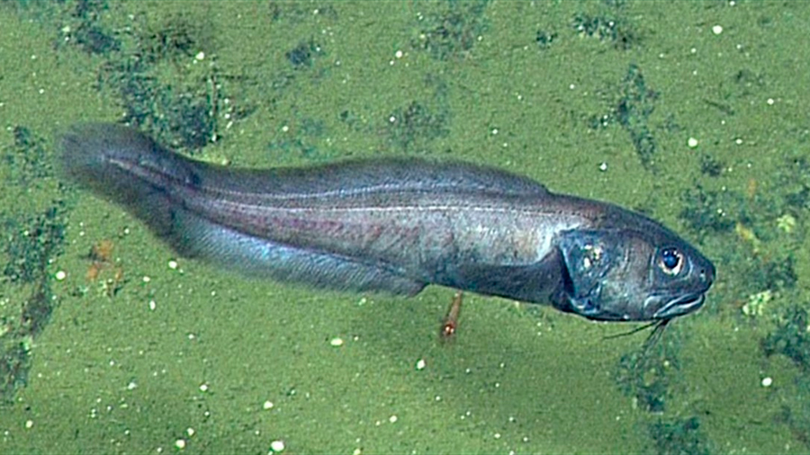 Peces del mar profundo viven virtualmente sin oxígeno