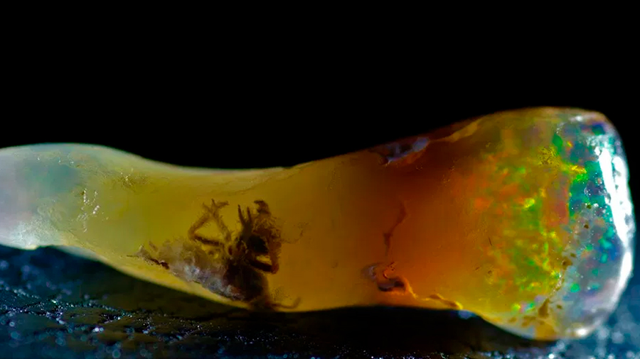 Extraño insecto incrustado en un ópalo desconcierta a científicos