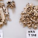 Nuevas técnicas permiten conocer el sexo de humanos incinerados