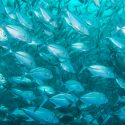 Resuelto el misterio de cómo los peces nadan tan rápido