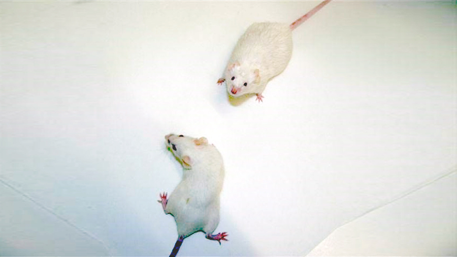 Hallan un nuevo mecanismo de crecimiento óseo, en ratones