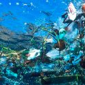 Solo un 13% de los océanos del mundo permanece salvaje