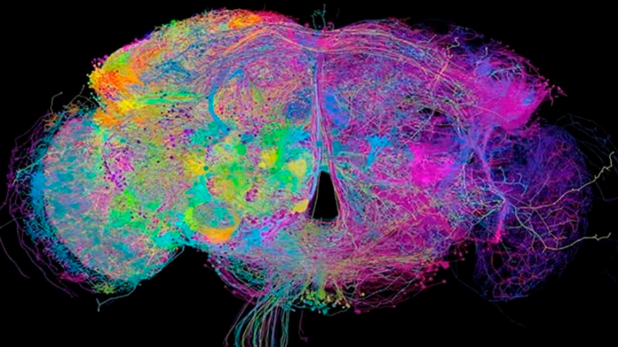 El mapa cerebral más completo muestra cada neurona de una mosca de la fruta