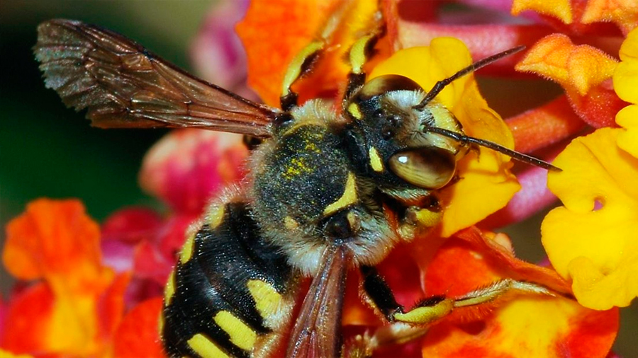 Las abejas son capaces de sumar y restar