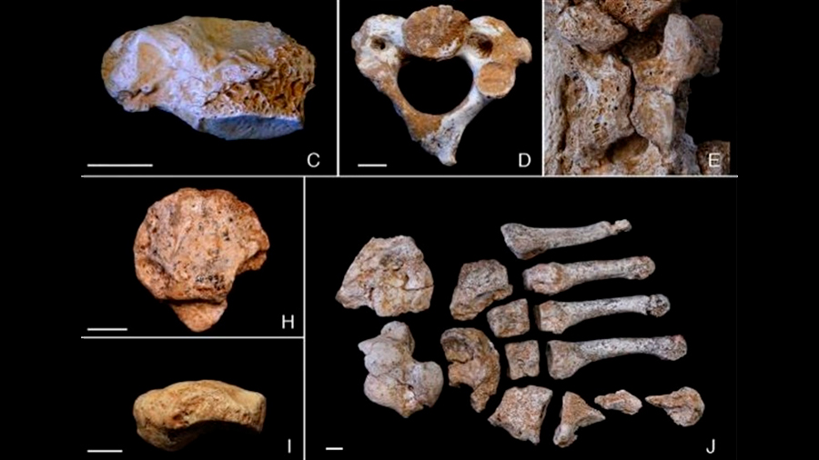 La endogamia influyó en el ocaso de los neandertales