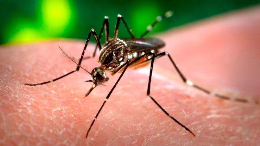 ¡No más picaduras! científicos de EU logran reducir el apetito de los mosquitos