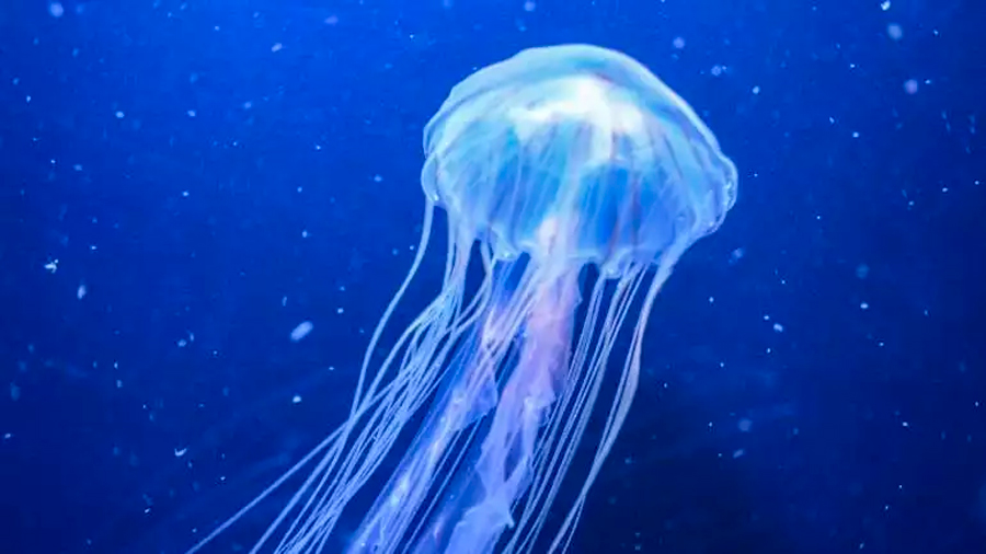 México: científicos hallan sustancia en medusas que podría ser utilizada para combatir el cáncer