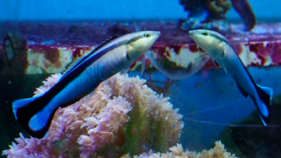Un pez da intrigantes muestras de reconocerse ante un espejo