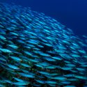 Peces y aves interactúan con una estela para moverse en grupo