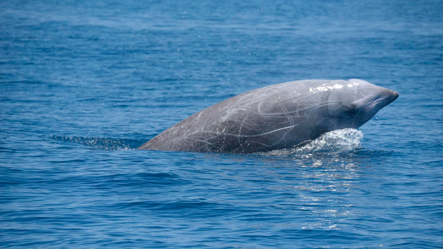 Una especie de ballena excede buceando sus límites como mamífero