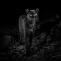 Logran la primera fotografía profesional de un leopardo negro en África en los últimos 100 años