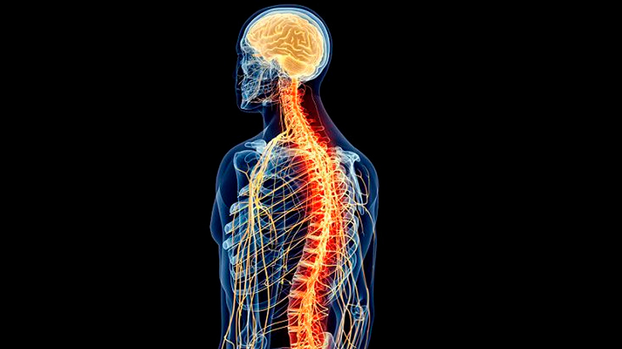 La médula espinal tiene más funciones de las que se pensaba