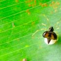 Descubren dos especies de arañas que viven en armonía en grandes colonias
