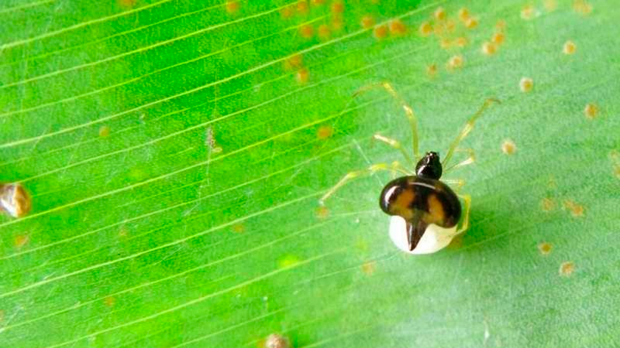 Descubren dos especies de arañas que viven en armonía en grandes colonias