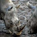 Sudáfrica logra reducir un 25% las muertes de rinocerontes por caza furtiva