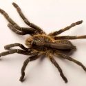 Descubren una especie de tarántula con un enorme cuerno en la cabeza