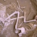 Los zorros eran domesticados por los humanos en la Edad de Bronce