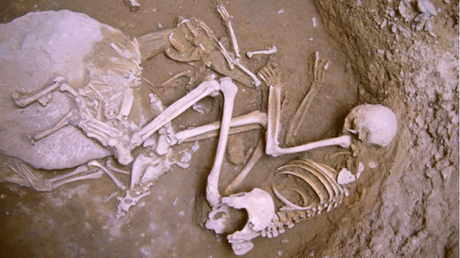 Los zorros eran domesticados por los humanos en la Edad de Bronce