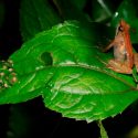Cientifíco mexicano participa en descubrimiento de nueva especie de rana en Etiopía