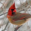 Hallan cardenal excepcional que es mitad macho, mitad hembra