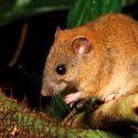 Australia reporta primer mamífero extinto por cambio climático